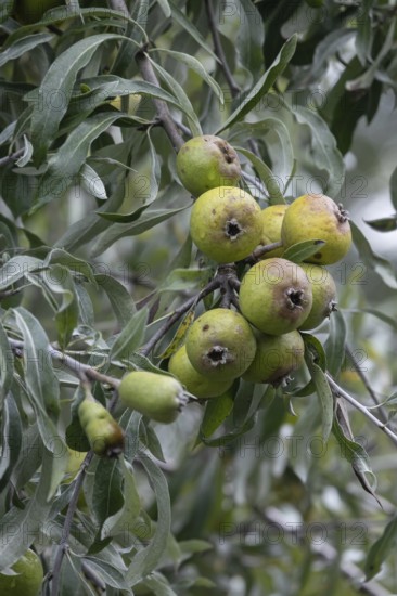 Willow leaf pear (Pyrus salicifolia) Rosaceae family, fruits, fruit stand, Münsterland, North