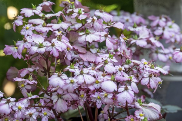 Herbststeinbrech, (Saxifraga cortusifolia var. fortunei), pink flowers, Münsterland, North