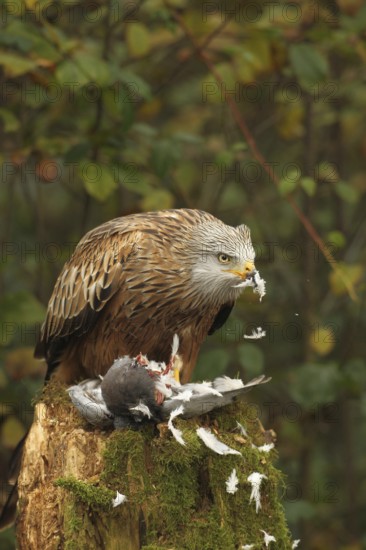 Red kite (Milvus milvus) eats on captured domestic pigeon (Columba livia domestica) Allgäu, Bayern,