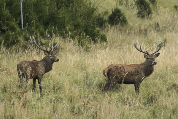 Red deer (Cervus elaphus) deer in tall, dry old grass, the right with wire mesh in left antler rod,