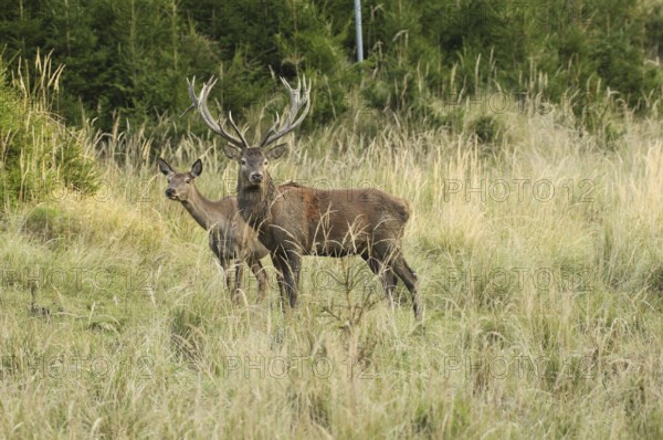 Red deer (Cervus elaphus) strong deer with female piece secure in tall, dry old grass, Allgäu,