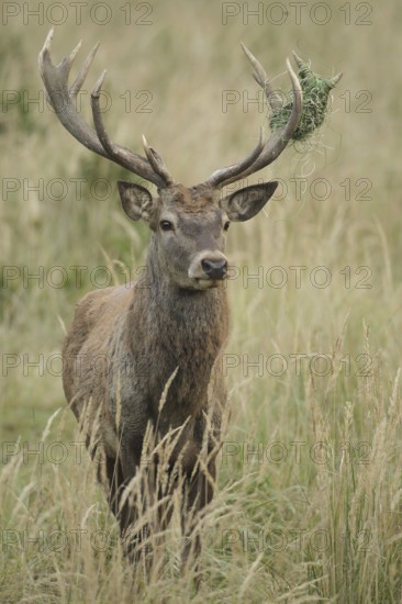 Red deer (Cervus elaphus) deer with wire mesh in left antler pole, Allgäu, Bavaria, Germany,