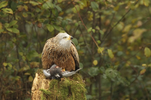 Red kite (Milvus milvus) on captured domestic pigeon (Columba livia domestica) observing flying