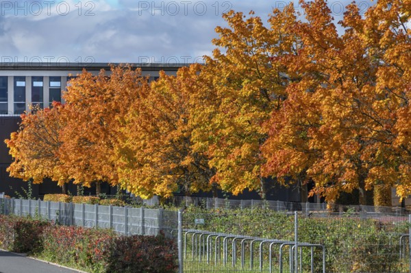 Ahornallee (Acer) in autumn colors on the school grounds of the Eckental Gymnasium, Mittelfranen,