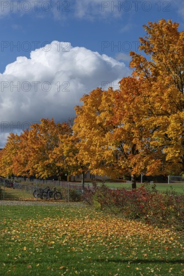 Ahornallee (Acer) in autumn colors on the school grounds of the Eckental Gymnasium, Mittelfranen,