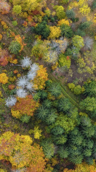 Autumn forest in the Black Forest. Drone photo of trees in colorful autumn leaves and conifers,