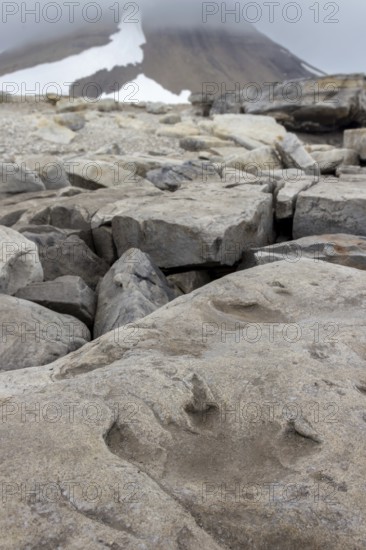 Ornithopod footprints in sandstone deposits at the Lower Cretaceous dinosaur tracksite at