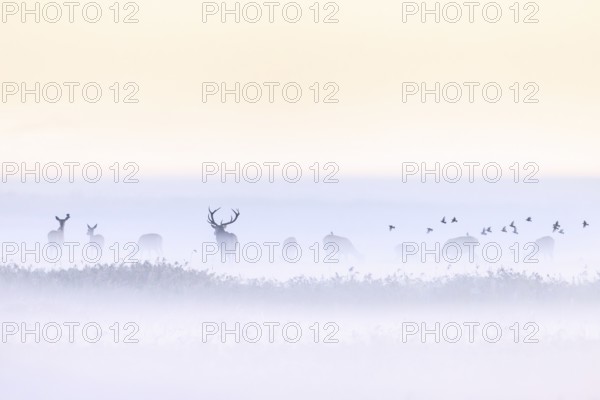 Red deer stag herding herd of hinds in morning mist along the Baltic Sea, Western Pomerania Lagoon