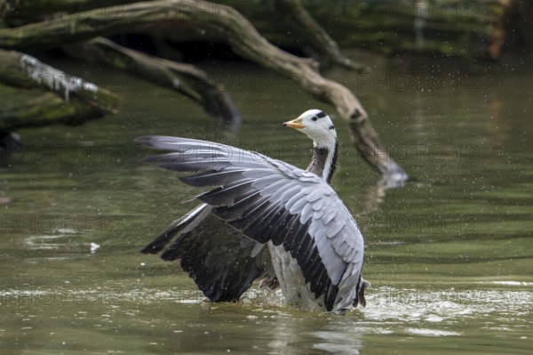 Bar-headed goose (Anser indicus) swimming in pond and flapping wings, exotic species native to