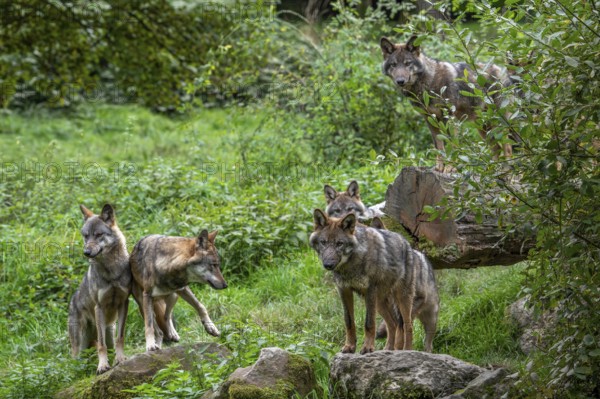 Wolf pack of six Eurasian wolves, European grey wolves (Canis lupus lupus) adults and 5 months old