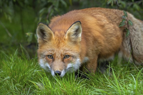 Hunting red fox (Vulpes vulpes) leaving thicket at edge of forest and stalking prey in meadow,