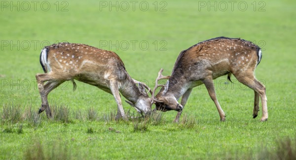 Two European fallow deer (Dama dama) bucks, males fighting by locking antlers in grassland during