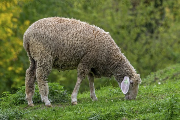 Est à Laine Merinos, German and French white Merino sheep breed from the Alsace Lorraine region of
