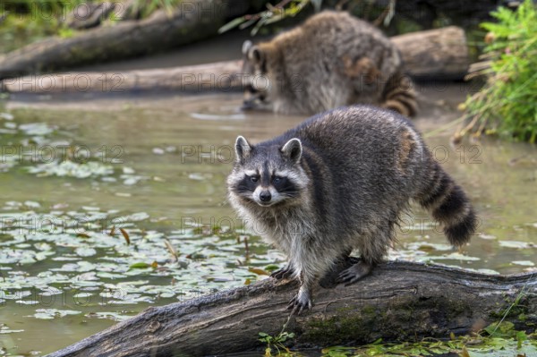 Common raccoon, North American racoon (Procyon lotor) walking over fallen tree trunk in pond,