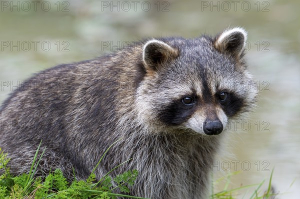 Common raccoon, North American racoon (Procyon lotor) foraging along river bank, invasive species