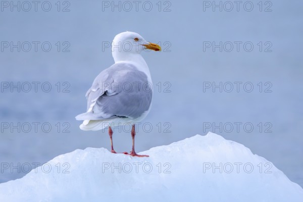 Glaucous gull (Larus hyperboreus hyperboreus) adult in summer plumage on pack ice in spring,
