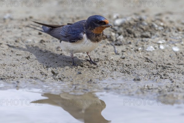 Barn swallow (Hirundo rustica, Hirundo erythrogaster) collecting mud in beak from puddle for