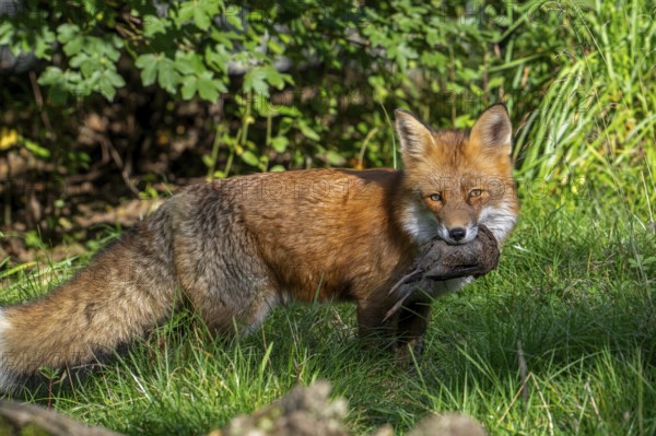 Hunting red fox (Vulpes vulpes) with caught bird prey in mouth in meadow, grassland at edge of