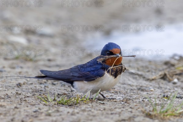 Barn swallow (Hirundo rustica, Hirundo erythrogaster) collecting grass blades and mud in beak from
