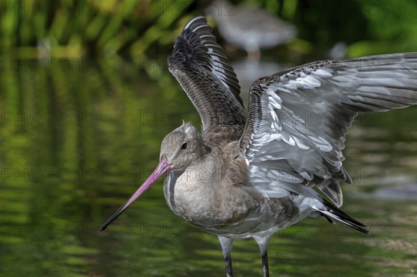 Black-tailed godwit (Limosa limosa) in non-breeding plumage spreading wings in pond, lake in