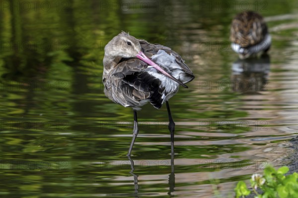 Black-tailed godwit (Limosa limosa) in non-breeding plumage preening feathers with long beak in
