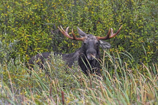 Moose, elk (Alces alces) bull, male feeding on willow leaves in marshland in autumn, fall, Sweden,