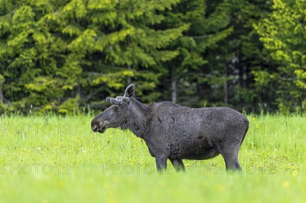Moose, elk (Alces alces) adult bull, male with antlers covered in velvet grazing grass in meadow at