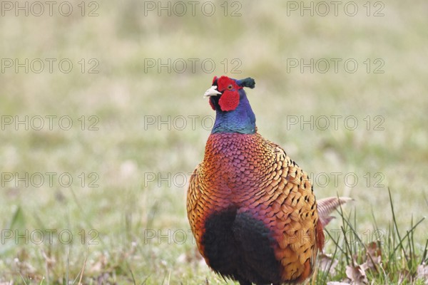Pheasant, hunting pheasant (Phasianus colchicus), adult male bird in a meadow, animal portrait,