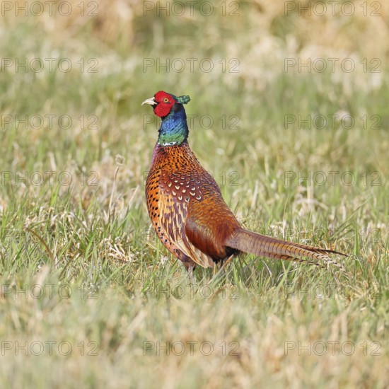 Pheasant, hunting pheasant (Phasianus colchicus), adult male bird in a meadow, wildlife, lembruch,