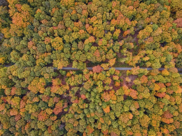 The leaves of the trees in the Bad Homburg city forest turned colorful in autumn. (aerial view with