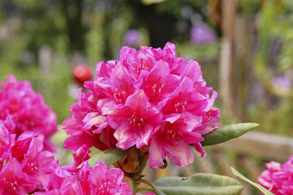 Rhododendron flowers (Rhododendron Homer), red flowers, in a garden, Wilndorf,