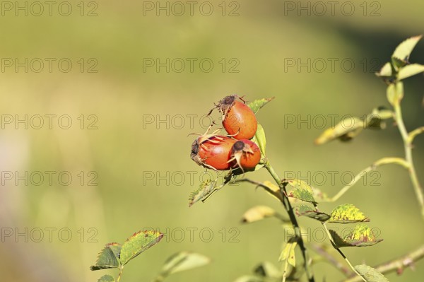 Ripe rose hip fruit of the dog rose (Rosa canina) on a branch, close-up, Wilnsdorf, North