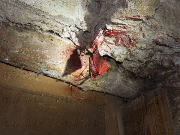 Small horseshoe nose (Rhinolophus hipposideros), sprayed with red paint, gross nonsense, punishable