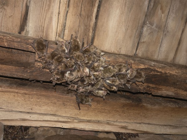 Large mouse ear (Myotis myotis) A group of bats hanging together in a cluster on a wooden ceiling