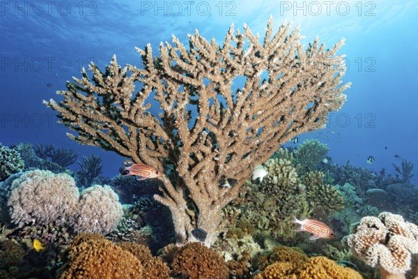 Intact coral reef with Xenia coral, white, brown, large Acropora coral (Acropora), tiara hussar