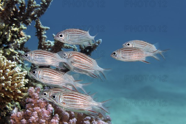 Small flock of tiara hussar (Sargocentron diadema) hides under Agropora hard coral (Acropora), Red