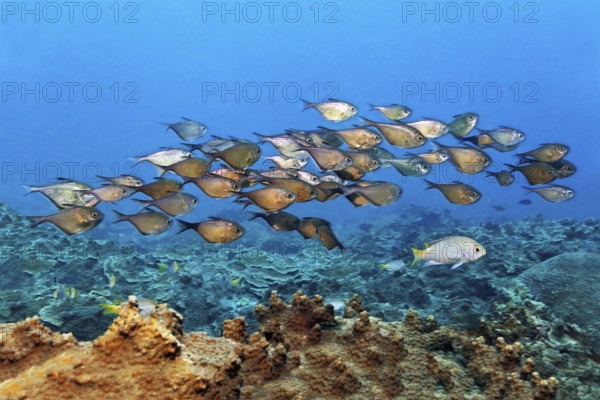 Swarm hatchfish (Pemperis sp.), in open water, China wreck, Arabian Sea, Indian Ocean, Mirbat, near
