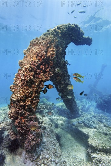 Thickly covered with barnacles (Balanidae), anchor, China wreck, Arabian Sea, Indian Ocean, Mirbat,