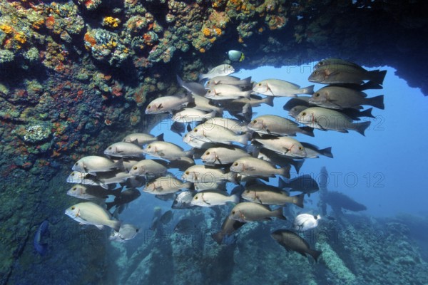 Swarm of young bicolor sweet lip, giant sweet lip, (Plectorhinchus albovittatus) seeking shelter in