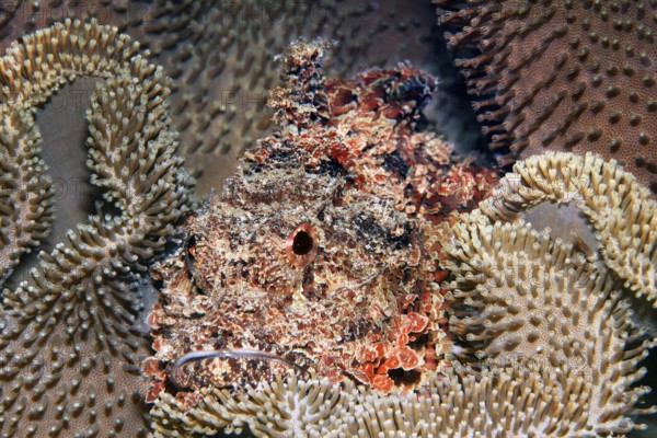 Bearded dragon head (Scorpaeninae) lies well camouflaged in leather coral, Arabian Sea, Indian