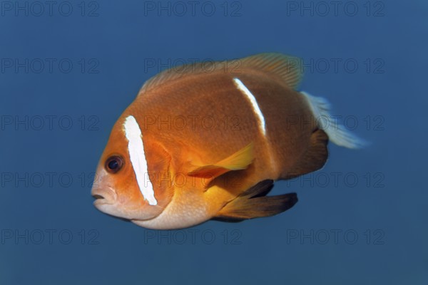Oman anemonefish (Amphiprion omaninsis), Arabian Sea, Indian Ocean, Salalah, Dhofar Governorate,