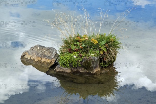 Small rock covered with plants in Schlappoldsee, Fellhorn, Oberstdorf, Oberallgäu, Allgäu, Bavaria,