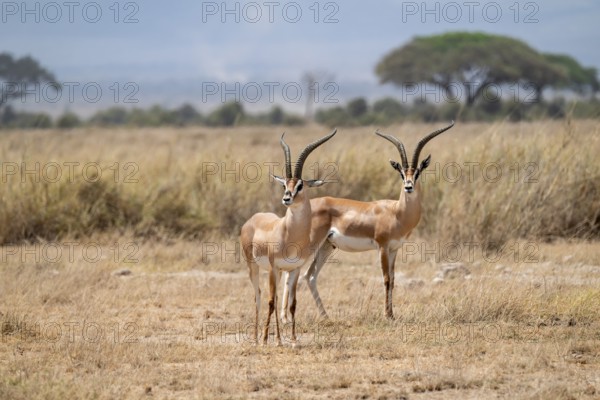Southern Grant Gazelle (Nanger granti), two adult males, Amboseli National Park, Rift Valley
