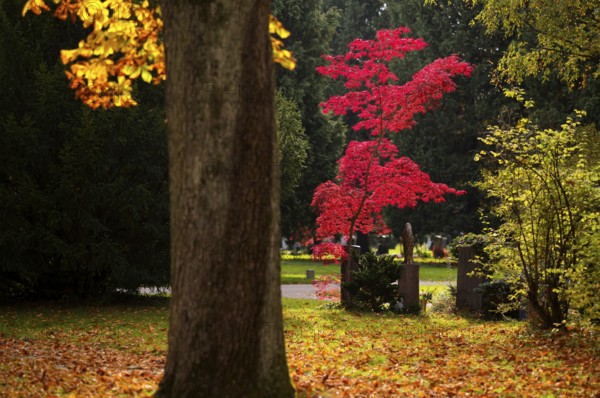 Maple, maple tree, red, autumn leaves, leaves, main cemetery, autumn, autumn, Stuttgart,