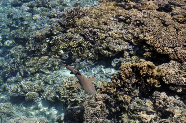 Blacktip reef shark over the corals of Fakarava, South Seas, Tahiti, French Polynesia