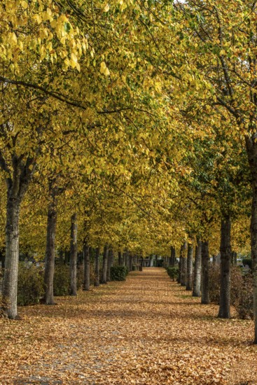 Alley with linden trees in autumn color and with yellow leaves on the ground in Ystad, Skåne
