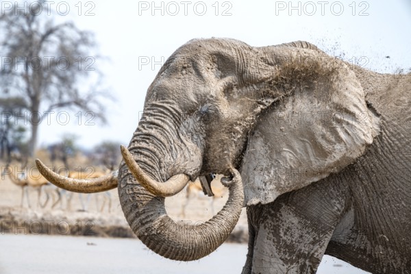African elephant (Loxodonta africana), adult male, splashing water at the waterhole, animal