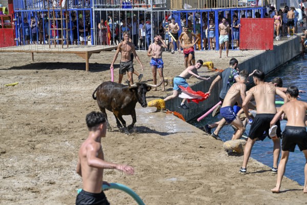 Bous a la Mar Fair, in English Bulls in the Sea, Bullfighting, Javea or Xàbia, Alicante Province,