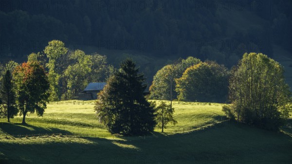 Atmospheric landscape with meadow and trees, near Hinang, Illertal, Oberallgäu, Allgäu, Bavaria,