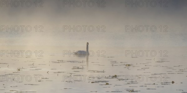 Swan (Cygnus olor) at sunrise with early fog at Hopfensee near Füssen, Ostallgäu, Allgäu, Upper